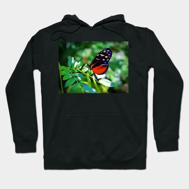 Tiger Longwing Butterfly Hoodie by Cynthia48